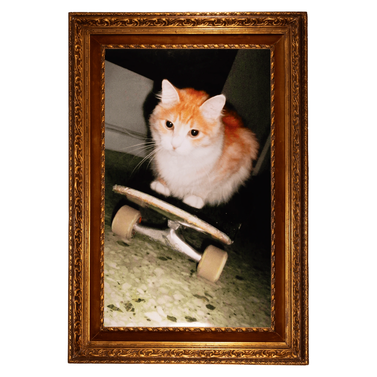 SXAL'S  70x100 HOUSE CAT
