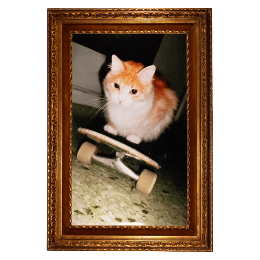 SXAL'S  70x100 HOUSE CAT